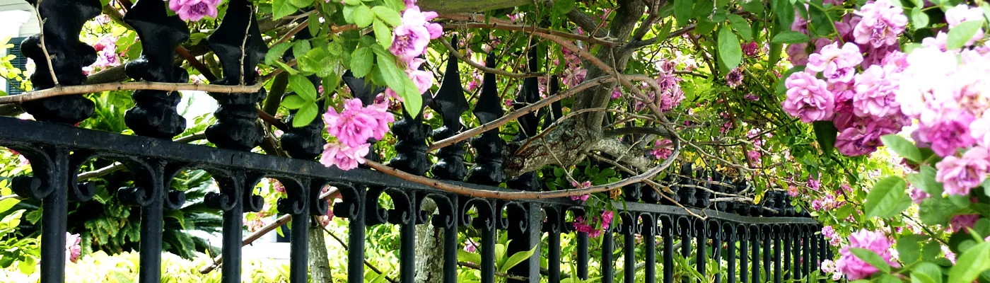 Beautiful flowers gowing through a Garden District home's fence